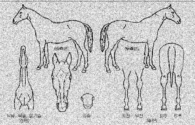 »õµñ½ÃÀÇ Ãø¸é,¿ì¸é,µÞ¸é,µÎ»ó,´Ù¸®ÀÇ Æ¯Â¡µµÇØ