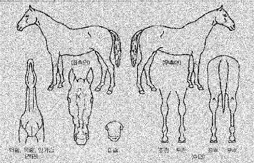 ºê¶óº¸ÀϽÅÀÇ Ãø¸é,¿ì¸é,µÞ¸é,µÎ»ó,´Ù¸®ÀÇ Æ¯Â¡µµÇØ
