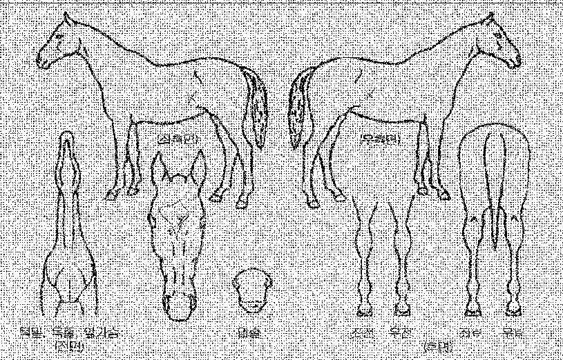 Ä¿ÇÇÄ¿ÇÇÀÇ Ãø¸é,¿ì¸é,µÞ¸é,µÎ»ó,´Ù¸®ÀÇ Æ¯Â¡µµÇØ