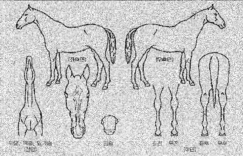 ÈľÆÀ¯ÀÇ Ãø¸é,¿ì¸é,µÞ¸é,µÎ»ó,´Ù¸®ÀÇ Æ¯Â¡µµÇØ