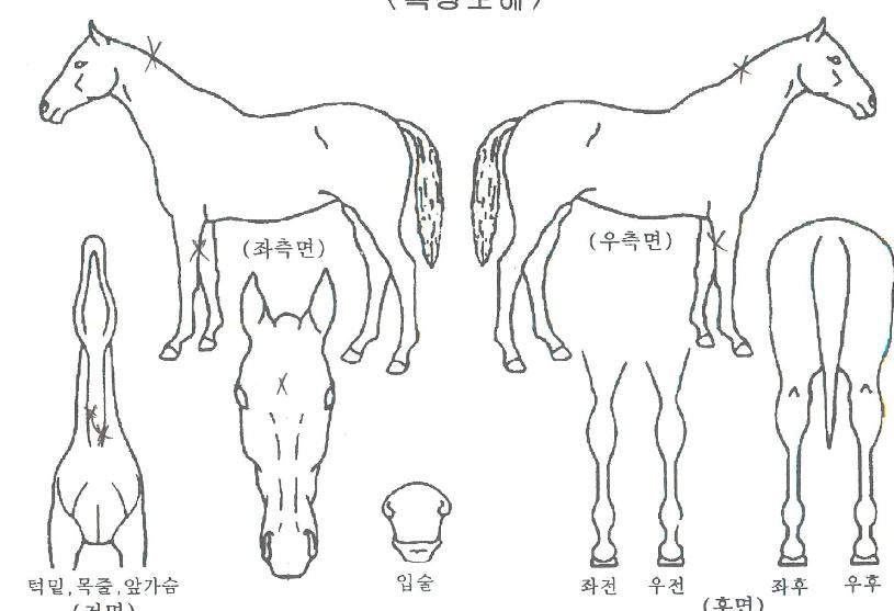 ·Î¸¸ºí·¹À̵åÀÇ Ãø¸é,¿ì¸é,µÞ¸é,µÎ»ó,´Ù¸®ÀÇ Æ¯Â¡µµÇØ