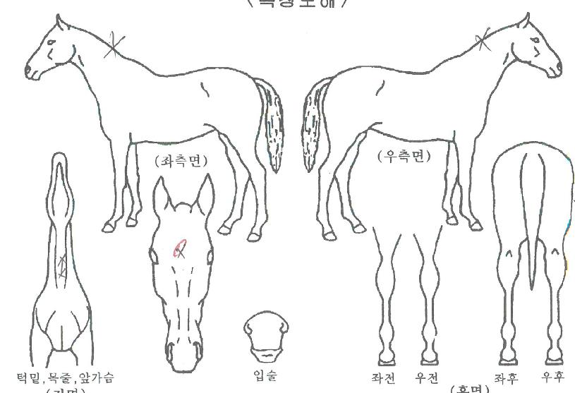 �¸��÷����� ����,���,�޸�,�λ�,�ٸ��� Ư¡����