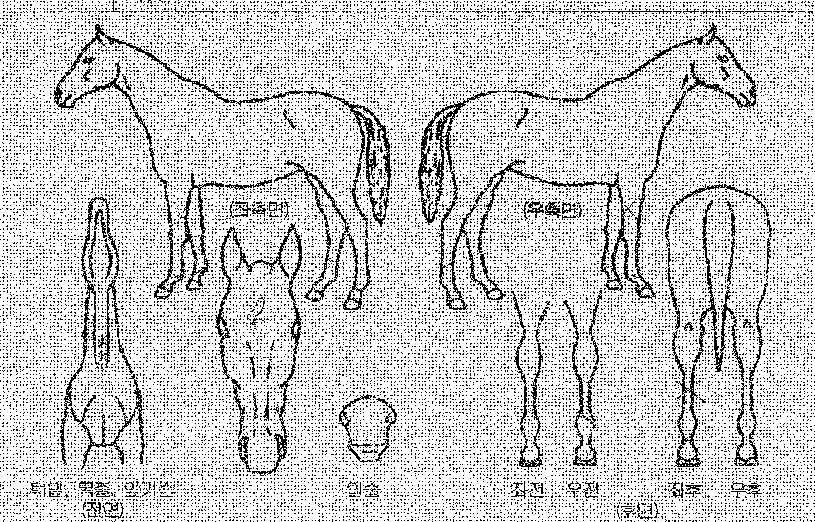 ¼Û¾Ï°øÁÖÀÇ Ãø¸é,¿ì¸é,µÞ¸é,µÎ»ó,´Ù¸®ÀÇ Æ¯Â¡µµÇØ