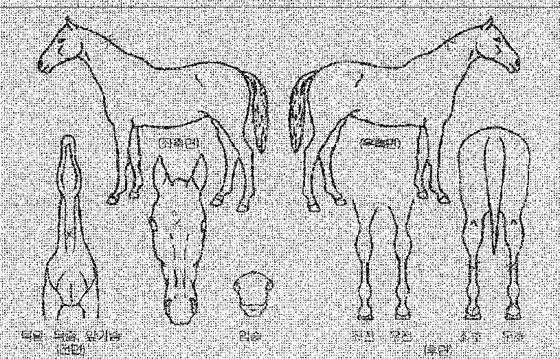 Çູ½ºÅ¸ÀÇ Ãø¸é,¿ì¸é,µÞ¸é,µÎ»ó,´Ù¸®ÀÇ Æ¯Â¡µµÇØ