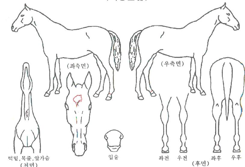 ¹é³âÁöÁ¸ÀÇ Ãø¸é,¿ì¸é,µÞ¸é,µÎ»ó,´Ù¸®ÀÇ Æ¯Â¡µµÇØ