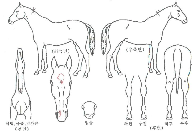 ÆÅ½º·¹ÀÎÀúÀÇ Ãø¸é,¿ì¸é,µÞ¸é,µÎ»ó,´Ù¸®ÀÇ Æ¯Â¡µµÇØ