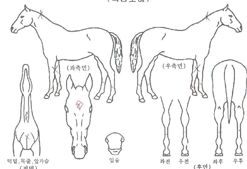 �Ǵн���Ʈ�� ����,���,�޸�,�λ�,�ٸ��� Ư¡����