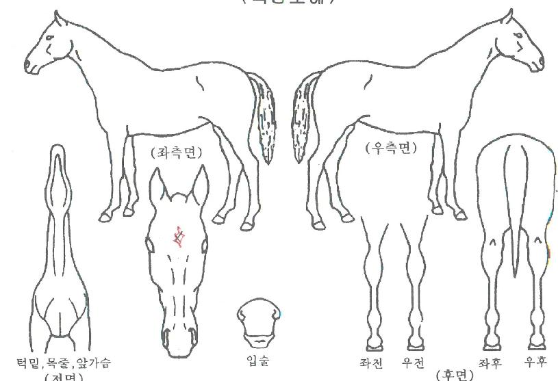 ¿¡Æä¸£³×ÀÚ¸¶ÀÇ Ãø¸é,¿ì¸é,µÞ¸é,µÎ»ó,´Ù¸®ÀÇ Æ¯Â¡µµÇØ