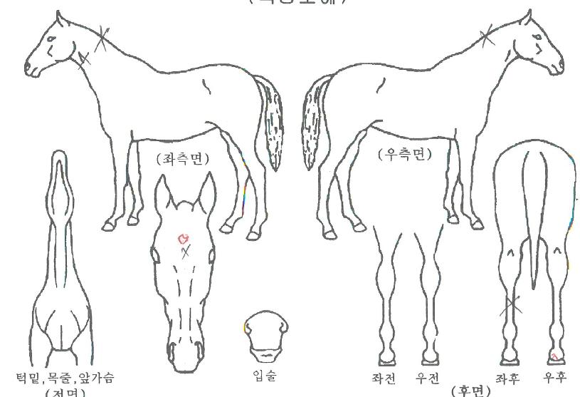 ½´ÆÛÀÇ Ãø¸é,¿ì¸é,µÞ¸é,µÎ»ó,´Ù¸®ÀÇ Æ¯Â¡µµÇØ