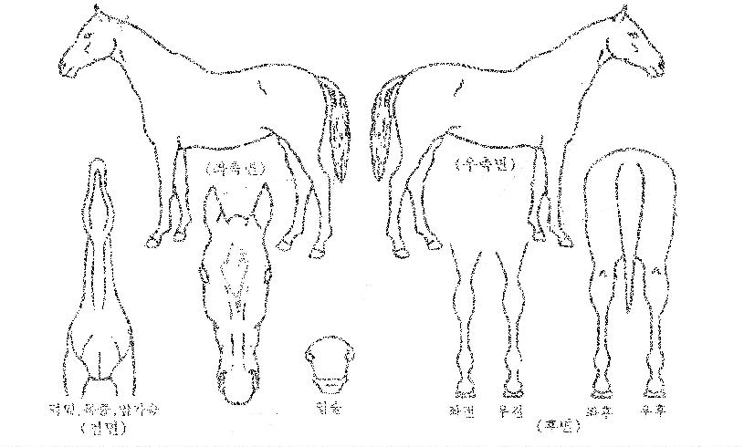 ÇàÁÖ´ëøÀÇ Ãø¸é,¿ì¸é,µÞ¸é,µÎ»ó,´Ù¸®ÀÇ Æ¯Â¡µµÇØ