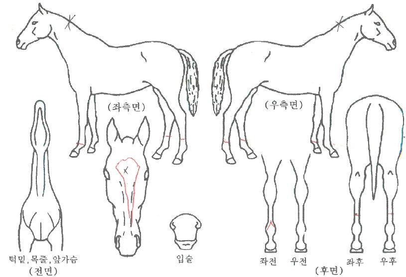 ¿À·»Áö»è½ºÀÇ Ãø¸é,¿ì¸é,µÞ¸é,µÎ»ó,´Ù¸®ÀÇ Æ¯Â¡µµÇØ