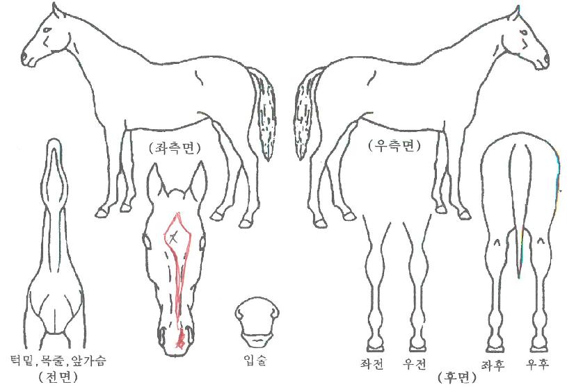 ���������� ����,���,�޸�,�λ�,�ٸ��� Ư¡����