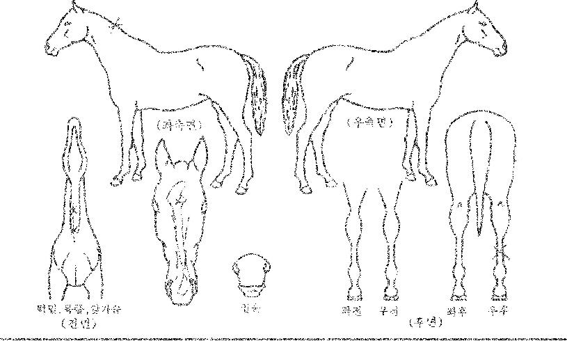 °í½ºÆ®ÄýÀÇ Ãø¸é,¿ì¸é,µÞ¸é,µÎ»ó,´Ù¸®ÀÇ Æ¯Â¡µµÇØ
