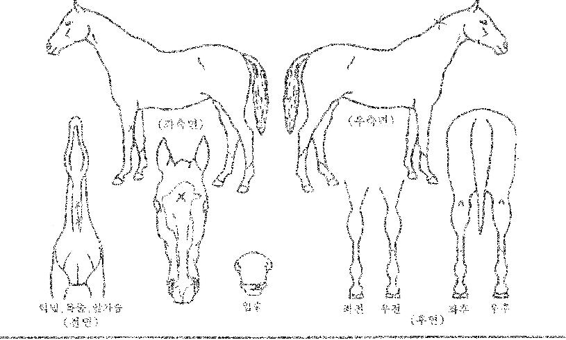 ´ëÄ«ÀÎÀÇ Ãø¸é,¿ì¸é,µÞ¸é,µÎ»ó,´Ù¸®ÀÇ Æ¯Â¡µµÇØ