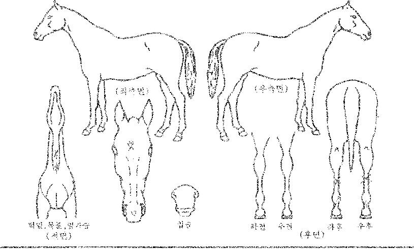 �밡���� ����,���,�޸�,�λ�,�ٸ��� Ư¡����