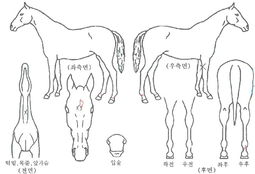 ���̳ν����� ����,���,�޸�,�λ�,�ٸ��� Ư¡����