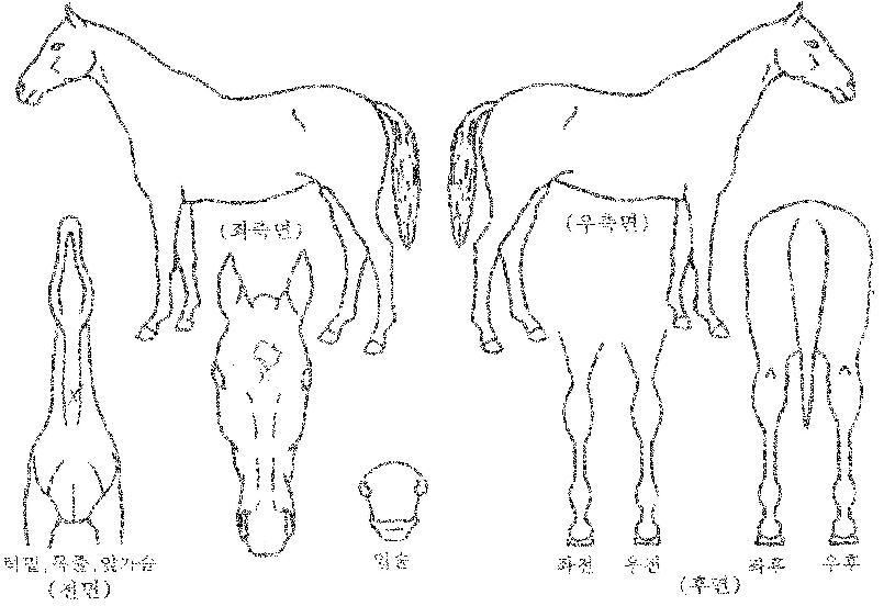 ޳ª´Â°øÁÖÀÇ Ãø¸é,¿ì¸é,µÞ¸é,µÎ»ó,´Ù¸®ÀÇ Æ¯Â¡µµÇØ