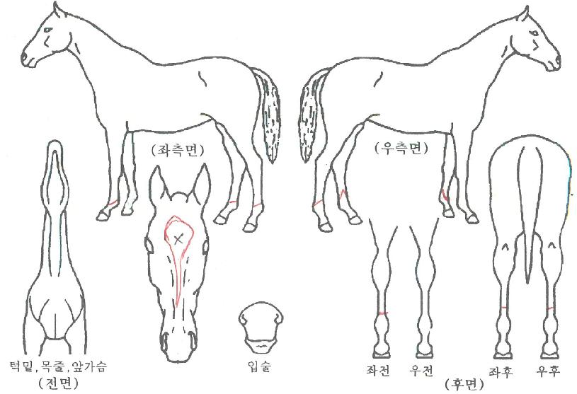 ޳ª´Â¿©ÀÎÀÇ Ãø¸é,¿ì¸é,µÞ¸é,µÎ»ó,´Ù¸®ÀÇ Æ¯Â¡µµÇØ