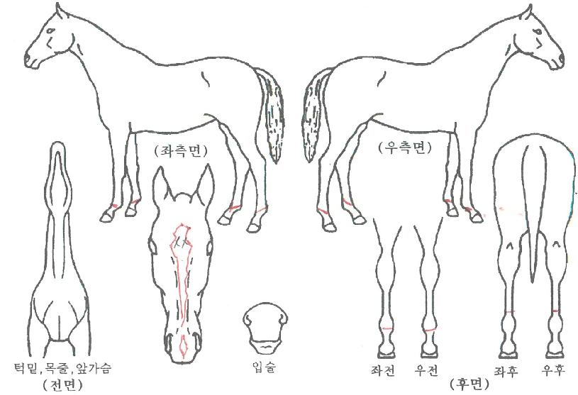 �޸���ȯ���� ����,���,�޸�,�λ�,�ٸ��� Ư¡����