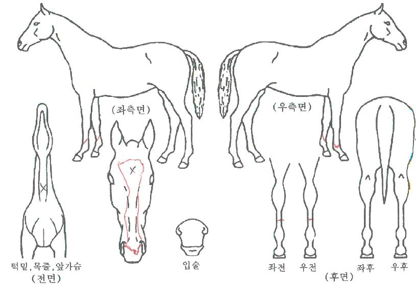 ³ÐÀº°íÀ»ÀÇ Ãø¸é,¿ì¸é,µÞ¸é,µÎ»ó,´Ù¸®ÀÇ Æ¯Â¡µµÇØ