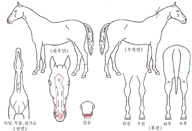 Àú½ºÆ®¾î·¯ºêÅÇÀÚ¸¶ÀÇ Ãø¸é,¿ì¸é,µÞ¸é,µÎ»ó,´Ù¸®ÀÇ Æ¯Â¡µµÇØ