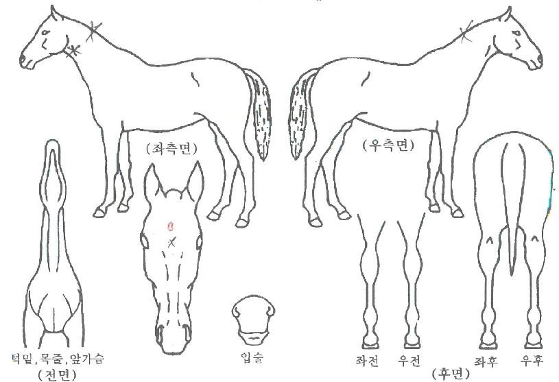 �޸��¿����� ����,���,�޸�,�λ�,�ٸ��� Ư¡����