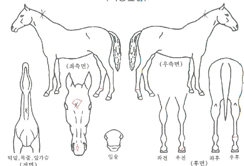 ���ｺŸ�� ����,���,�޸�,�λ�,�ٸ��� Ư¡����