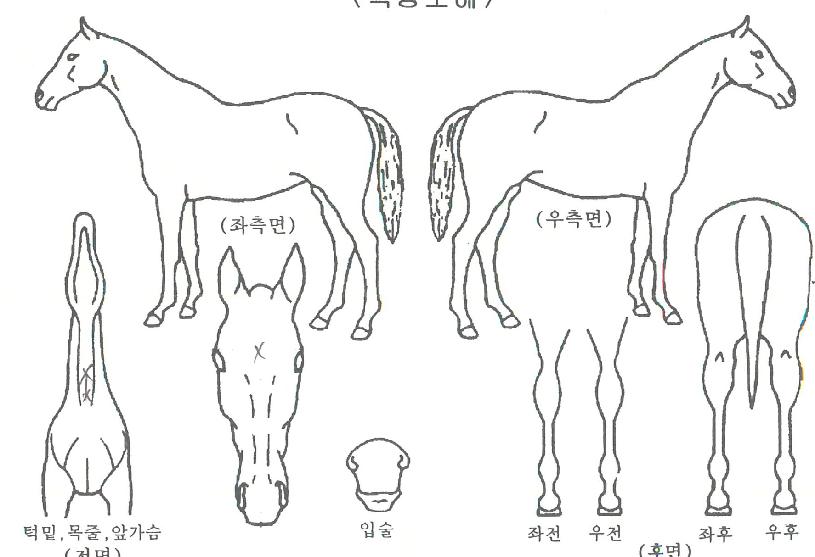 ������������ ����,���,�޸�,�λ�,�ٸ��� Ư¡����