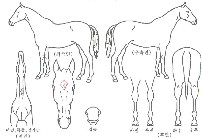 �ٶ�ŷ�� ����,���,�޸�,�λ�,�ٸ��� Ư¡����