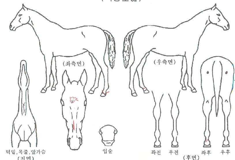 ´õºí°ñµåÀÇ Ãø¸é,¿ì¸é,µÞ¸é,µÎ»ó,´Ù¸®ÀÇ Æ¯Â¡µµÇØ