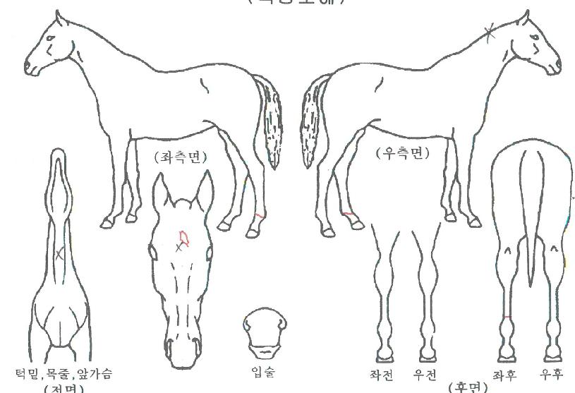 Æ®¸®ÇýǹöÀÇ Ãø¸é,¿ì¸é,µÞ¸é,µÎ»ó,´Ù¸®ÀÇ Æ¯Â¡µµÇØ