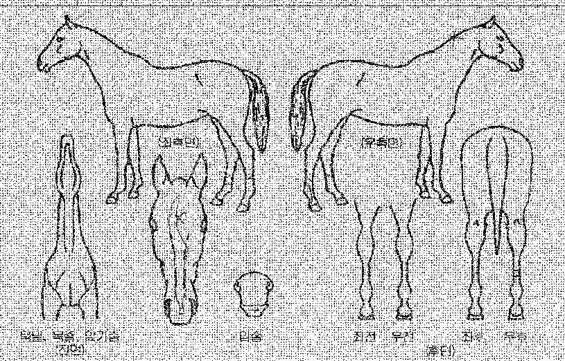 ´Ù¸ó¿£Á©ÀÇ Ãø¸é,¿ì¸é,µÞ¸é,µÎ»ó,´Ù¸®ÀÇ Æ¯Â¡µµÇØ