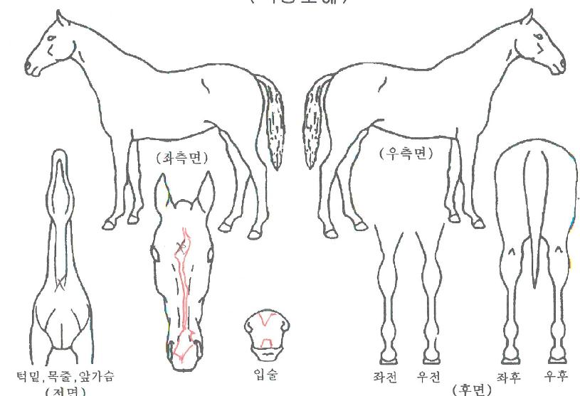 �强�������� ����,���,�޸�,�λ�,�ٸ��� Ư¡����