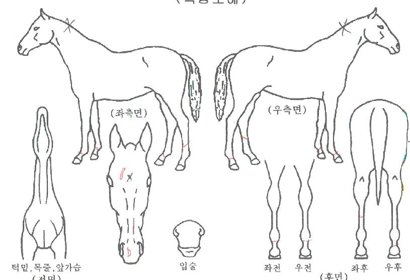 ¿î¼®ÀÇ Ãø¸é,¿ì¸é,µÞ¸é,µÎ»ó,´Ù¸®ÀÇ Æ¯Â¡µµÇØ