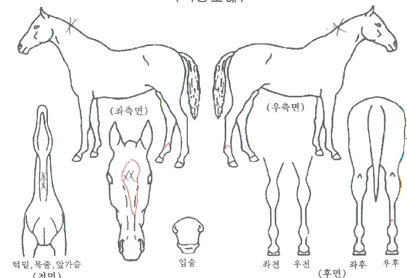 �ƴٸ������� ����,���,�޸�,�λ�,�ٸ��� Ư¡����