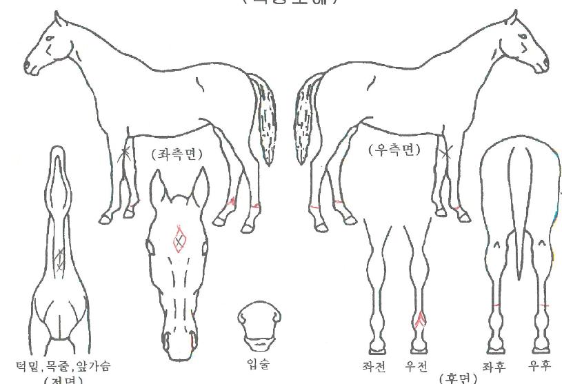 ´Ï³ªÀÇ Ãø¸é,¿ì¸é,µÞ¸é,µÎ»ó,´Ù¸®ÀÇ Æ¯Â¡µµÇØ