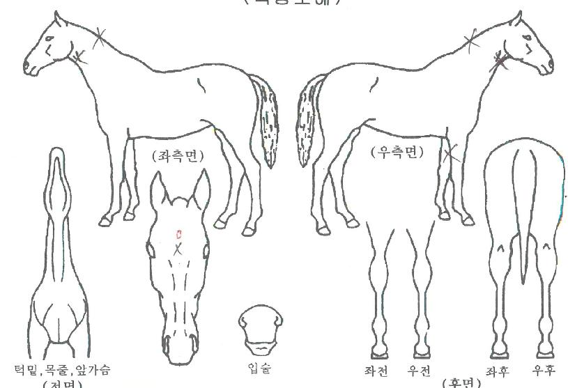 ¸í´í¼ÀÚ¸¶ÀÇ Ãø¸é,¿ì¸é,µÞ¸é,µÎ»ó,´Ù¸®ÀÇ Æ¯Â¡µµÇØ