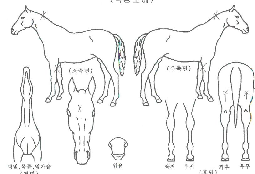 ������ ����,���,�޸�,�λ�,�ٸ��� Ư¡����