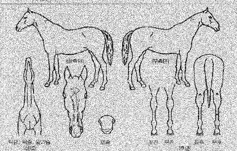 ¼Û¾ÏÁØÀÇ Ãø¸é,¿ì¸é,µÞ¸é,µÎ»ó,´Ù¸®ÀÇ Æ¯Â¡µµÇØ