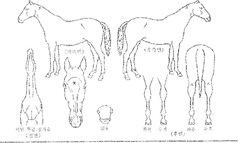 ¾Æ¶ó°¡¾ßÀü¼³ÀÇ Ãø¸é,¿ì¸é,µÞ¸é,µÎ»ó,´Ù¸®ÀÇ Æ¯Â¡µµÇØ