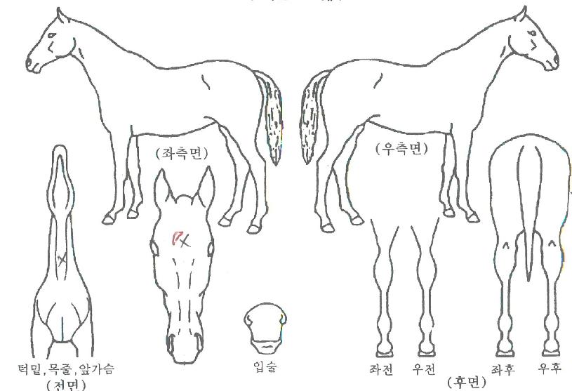 ����ϵ帲�� ����,���,�޸�,�λ�,�ٸ��� Ư¡����