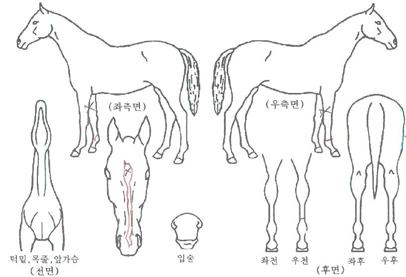 ���۸���ƾ�� ����,���,�޸�,�λ�,�ٸ��� Ư¡����