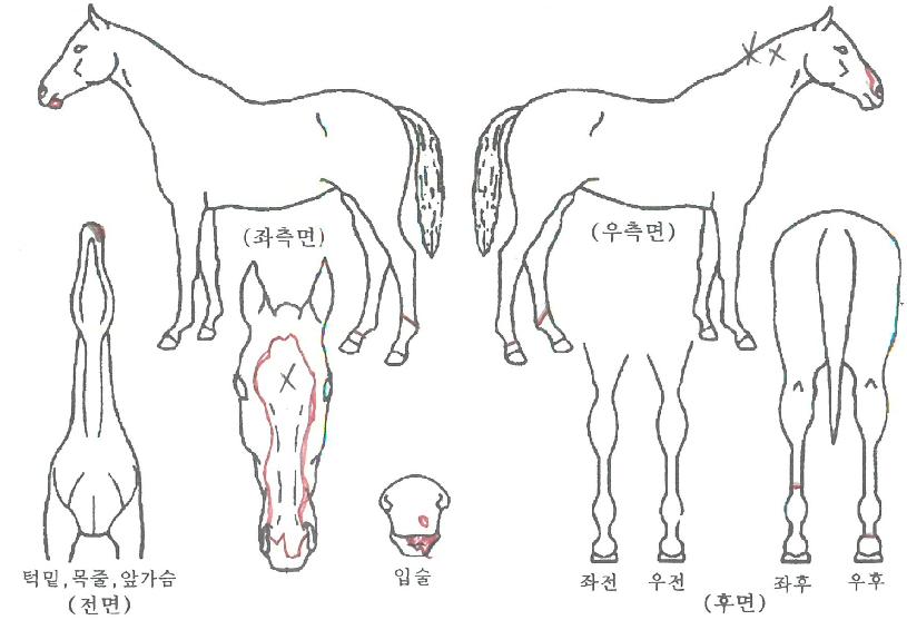 ·±´×½ºÅèÀÇ Ãø¸é,¿ì¸é,µÞ¸é,µÎ»ó,´Ù¸®ÀÇ Æ¯Â¡µµÇØ