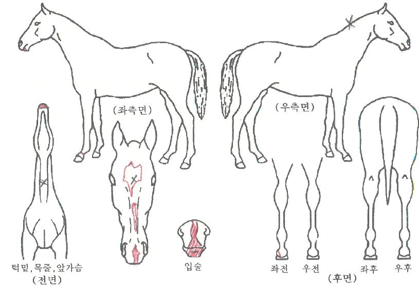 ¿Â¸®¹Ù¶÷ÀÇ Ãø¸é,¿ì¸é,µÞ¸é,µÎ»ó,´Ù¸®ÀÇ Æ¯Â¡µµÇØ