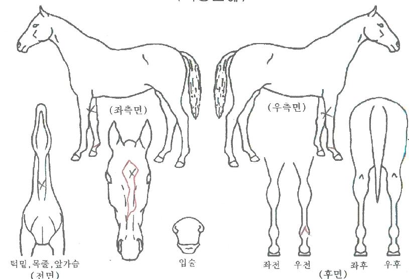 ¼À¹Ù¿ÕÀÚ¸¶ÀÇ Ãø¸é,¿ì¸é,µÞ¸é,µÎ»ó,´Ù¸®ÀÇ Æ¯Â¡µµÇØ