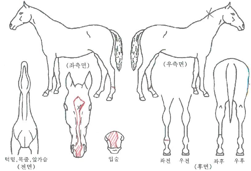 ����¡�ǽ��� ����,���,�޸�,�λ�,�ٸ��� Ư¡����