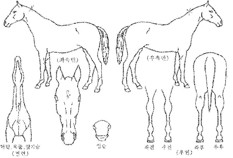 ÇÏÀÌĸƾÀÇ Ãø¸é,¿ì¸é,µÞ¸é,µÎ»ó,´Ù¸®ÀÇ Æ¯Â¡µµÇØ