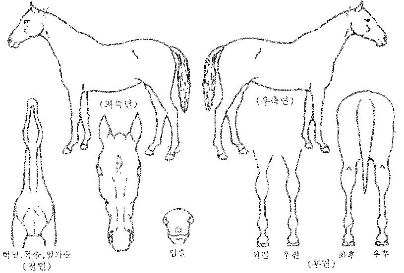 ÈÀÌÆ®°¡µåÀÇ Ãø¸é,¿ì¸é,µÞ¸é,µÎ»ó,´Ù¸®ÀÇ Æ¯Â¡µµÇØ