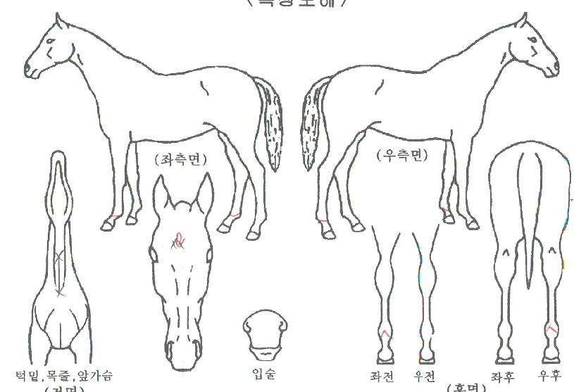 Àεð¾ðÃßÀåÀÇ Ãø¸é,¿ì¸é,µÞ¸é,µÎ»ó,´Ù¸®ÀÇ Æ¯Â¡µµÇØ