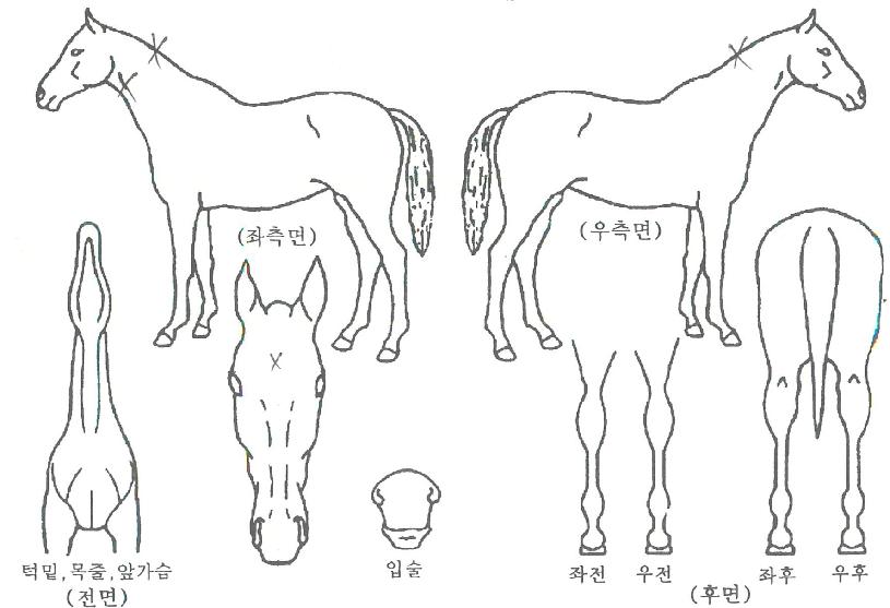 µ¿ÇؽǹöÀÇ Ãø¸é,¿ì¸é,µÞ¸é,µÎ»ó,´Ù¸®ÀÇ Æ¯Â¡µµÇØ